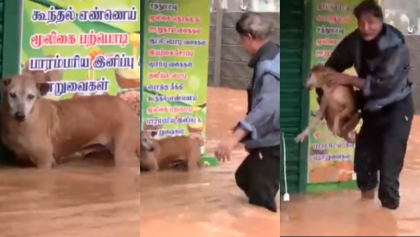 Puducherry floods: Viral video shows man rescuing dog from rising waters