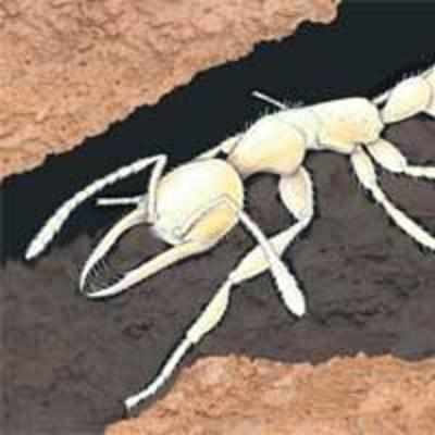 World's oldest ant discovered