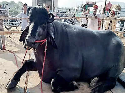 Owner refuses to sell buffalo worth Rs 24 cr