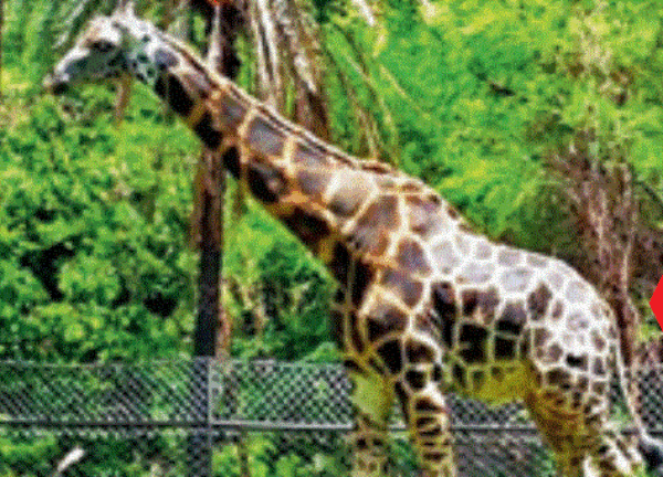Zoo finding a mate for chimp Suzi, giraffe Tsunami won't be lonely too