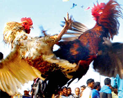 Pongal pain: Cockfight continues unabated in Andhra villages