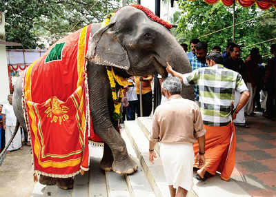 Activists up in arms over elephant’s Guinness entry