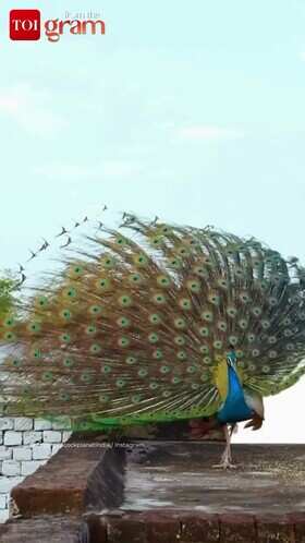 Peacock Spotted Flaunting Vibrant Feathers In Rajasthan