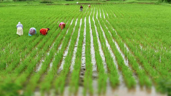 Lucknow: ‘Artificial intelligence, data use have helped cut mafia role in sugarcane farming’