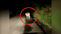 Maharashtra: Tiger spotted on road near Nagpur 