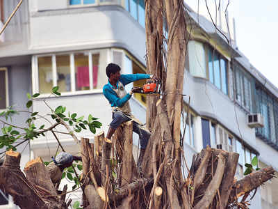 Do khoon maaf: Tree-pruning contractors can get away with two violations