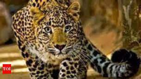 Leopard holed up in Hindi varsity for 3 days rescued