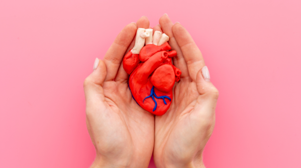 It builds a protective layer around the heart, one molecule at a time