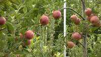 J&K: Modern infrastructure to increase apple production in Kupwara 