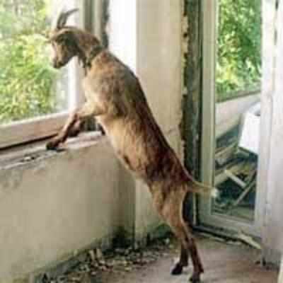 Goat chases builders from third floor flat