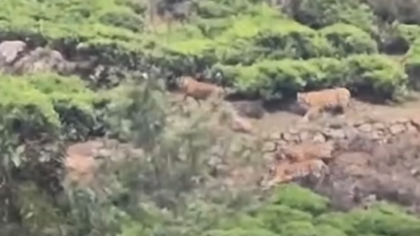 Four tigers found roaming in tea plantation near Ooty