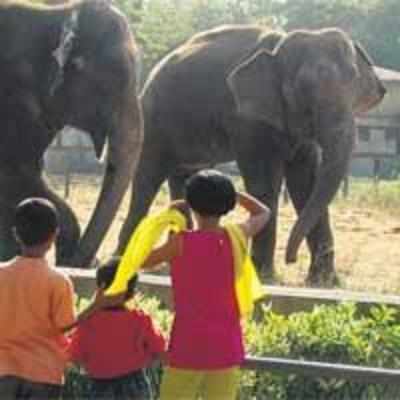 Gear up for close encounter with animals