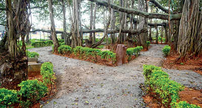 Concrete out: Big Banyan Tree can breathe again