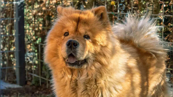 Chow Chow-- up to $8,500