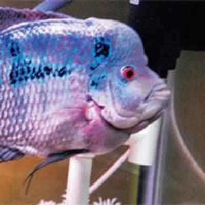 Oh Fish! Man refuses to sell lucky pet
