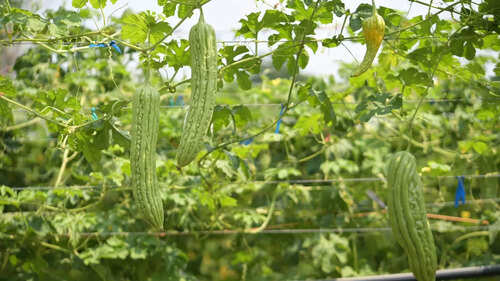 How to grow karela (bitter gourd) from seeds at home in your balcony