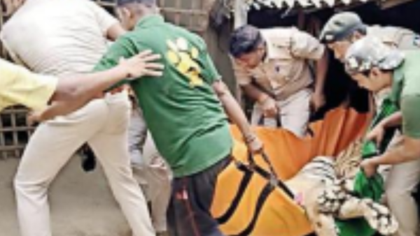 Tiger rescued from West Champaran village