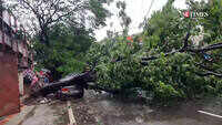 Trees uprooted in pune due to heavy rains and strong wind 