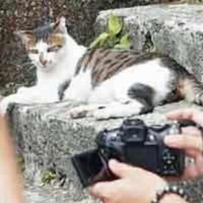 Tourists flock to this town to tickle cats