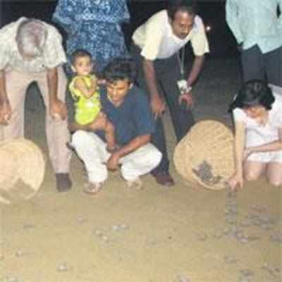 TN fisherfolk turn turtle saviours