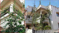 Godhra professor seeks insurance cover for 46-ft tall rose plant 