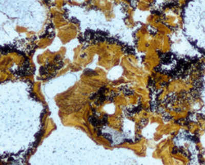 Rocks reveal oldest signs of life 3.5 billion years ago
