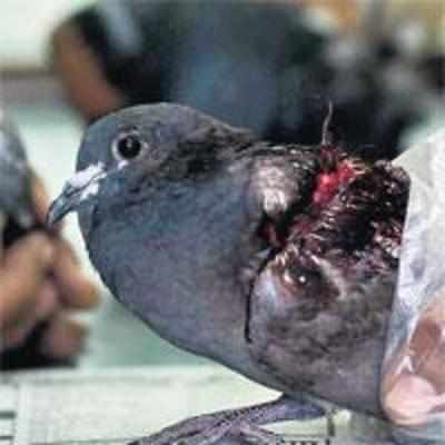 Wounded pigeons get care from Borivli man