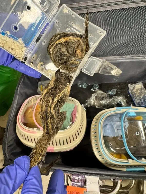 Exotic wildlife smuggling resurfaces: 49 species seized in 2 days at Chennai Airport