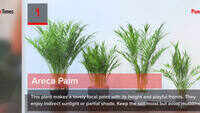 5 plants to enhance your dull home! 