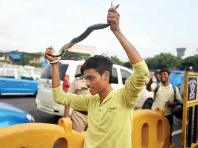 4-ft-long snake found on Western Express Highway