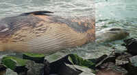30-ft long dead whale washes up on beach in Kochi 