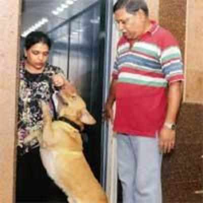 Dogs are family, can use lifts for free, rules court