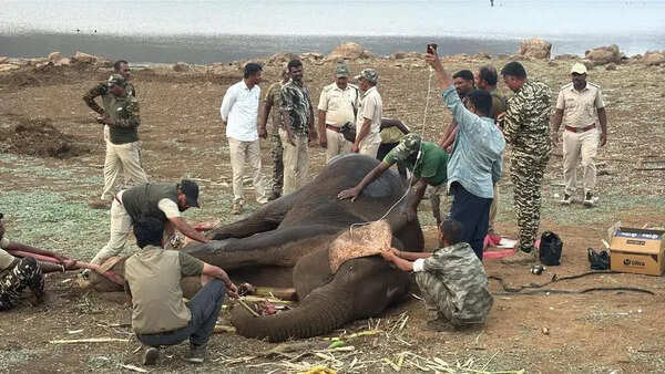 Treatment continues for trapped wild elephant