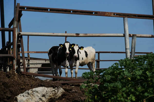 131 cattle seized in Sambhajinagar city as police intensify anti-smuggling drive