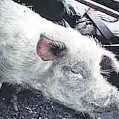 Survivor pig heads for record