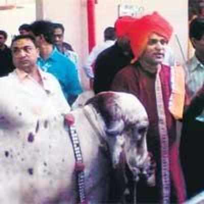 Rearing a cow is must for Rajkot bungalow owners!