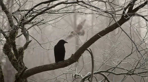 Crows