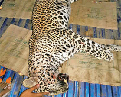 Leopard run over on Ahmedabad highway