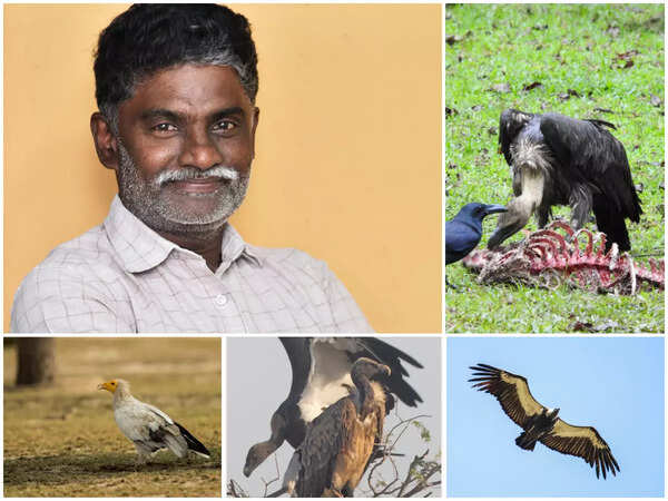 Vultures must be saved for the well-being of the environment: Bharathidasan