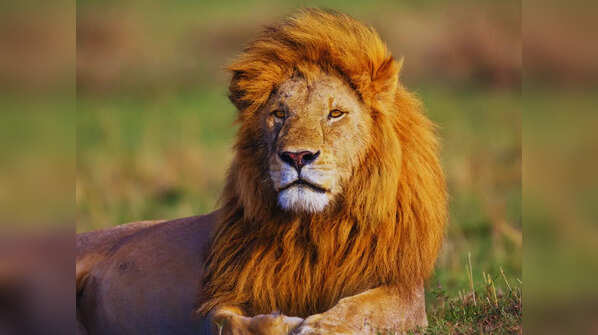Gir National Park, India