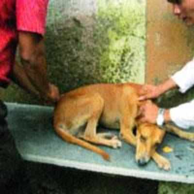 Anti-rabies drive carried out by Dombivli youth