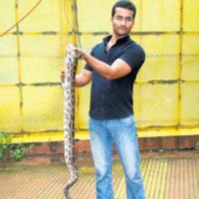 Python found in Kandivli chawl