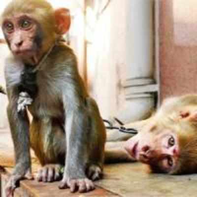 Injured monkeys taken to hospital after 2 days