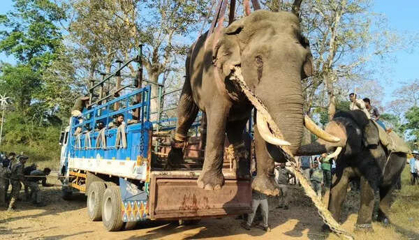 Animal attacks claimed 53 lives in K’taka in 2025-26; most cases in Kodagu
