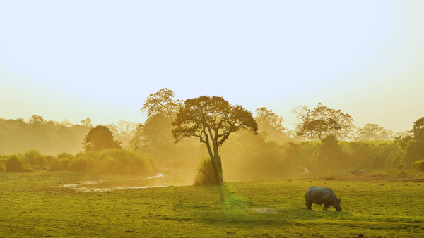 Kaziranga Elevated Corridor: How the new project aims to protect wildlife and improve connectivity