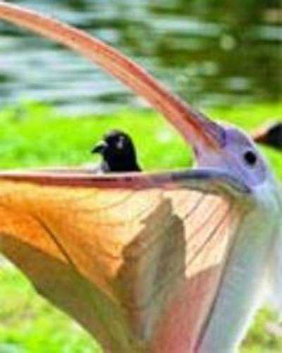 Pelican swallows pigeon whole!