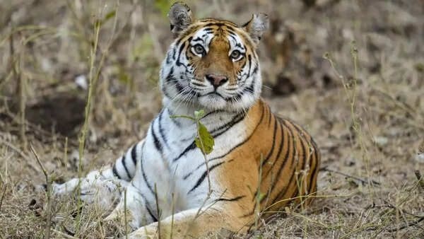 Tiger from Tadoba Reserve wreaks havoc near Rajahmundry; authorities mobilise expert teams for capture