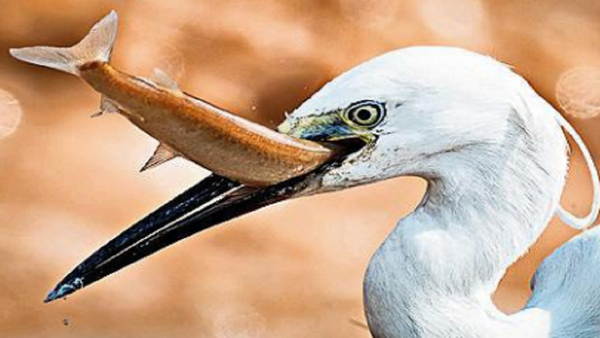 Sukhna fish were not jumping in joy at record May rain
