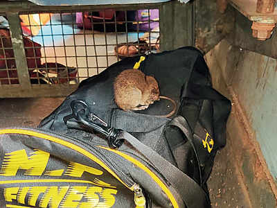 Western Railway spends nearly Rs 3,000 to kill one rat; trapped only 5,457 rats in past three years