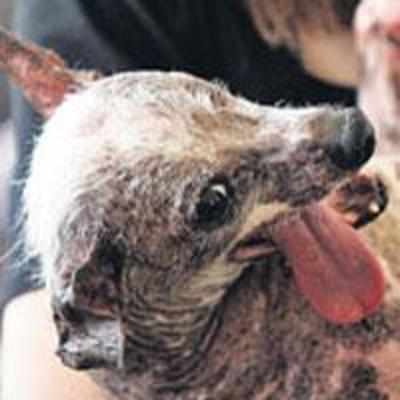 Gus, the ugliest dog in the world
